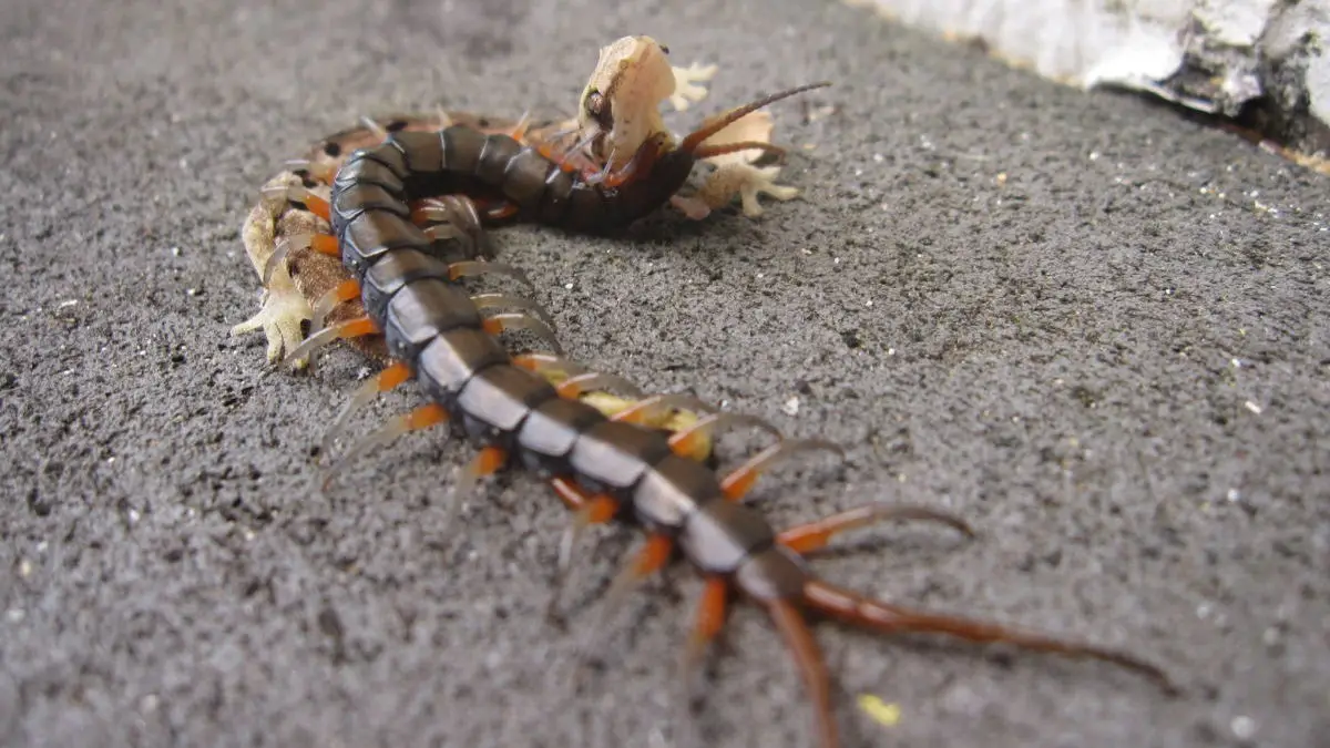 Centipedes are carnivorous, they feed on a variety of smaller animals.