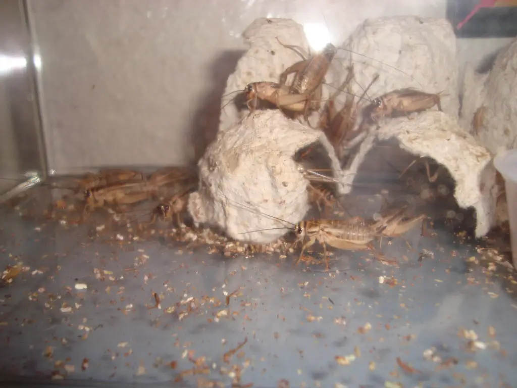 Feeder crickets are easy to breed.