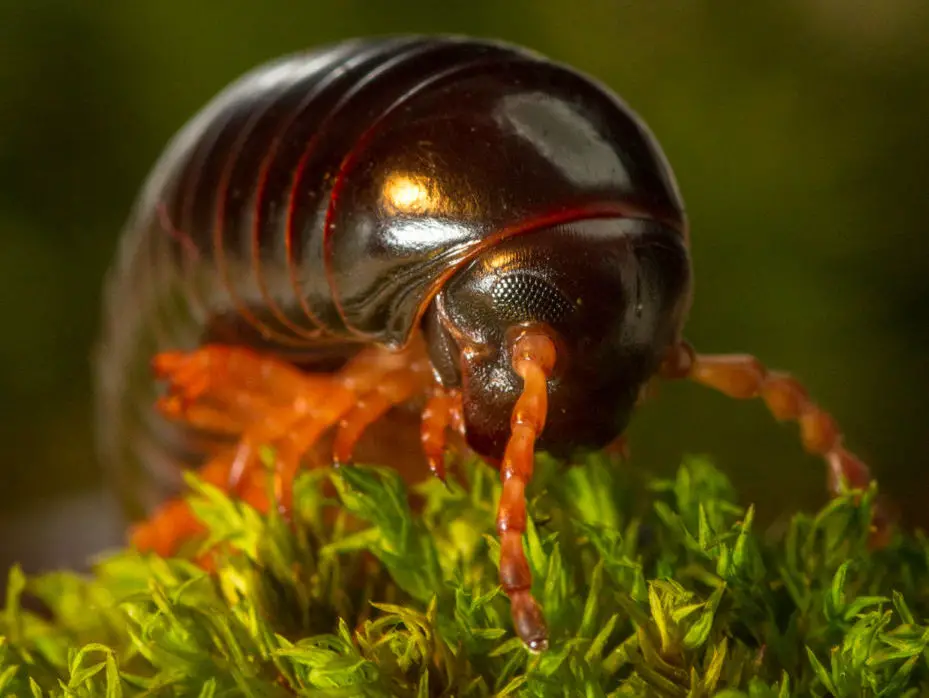 Giant african millipede is a popular pet millipede.