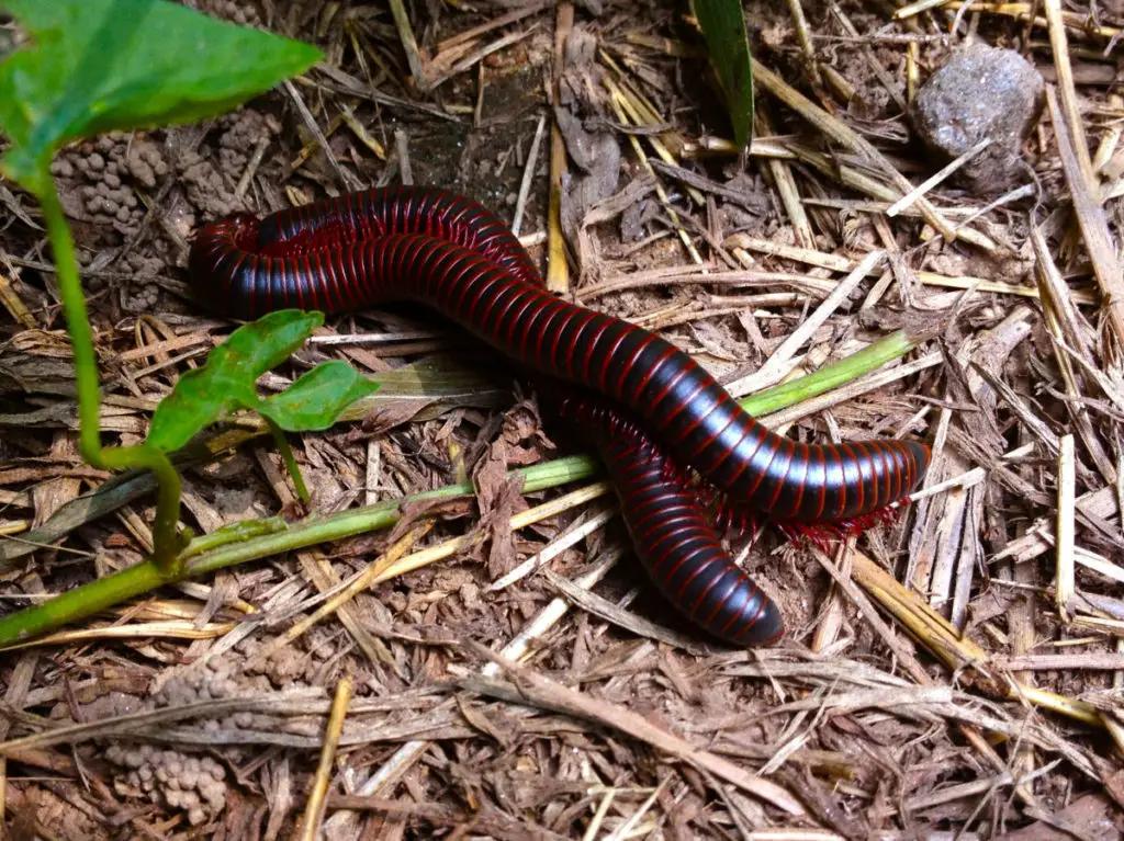 A pair of mating millipedes.