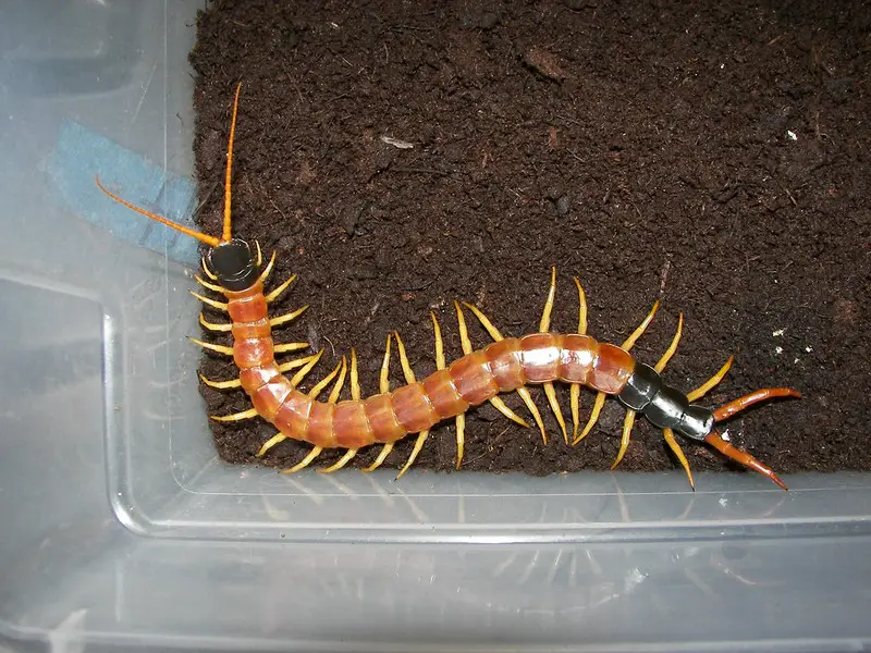 Plastic container is a cheap and common enclosure for giant centipedes.