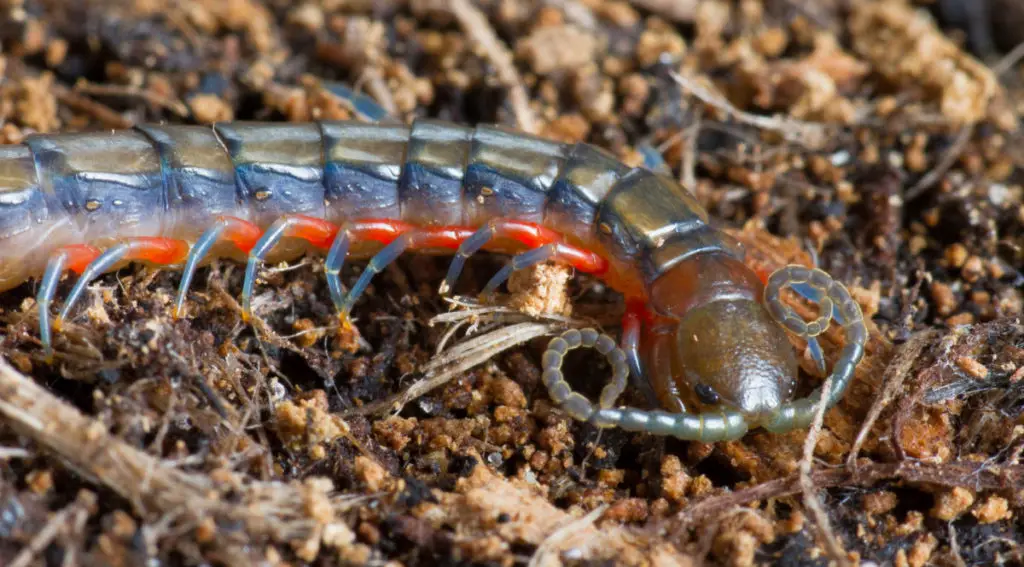 Vietnamese giant centipedes have distinct coloration, making them popular in this hobby.