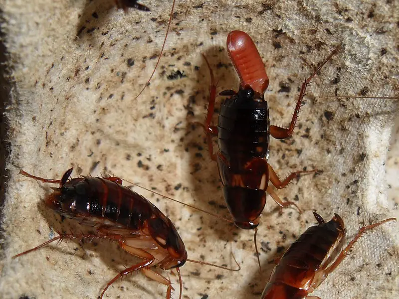 Turkistan roaches are good alternative to Dubia cockroach