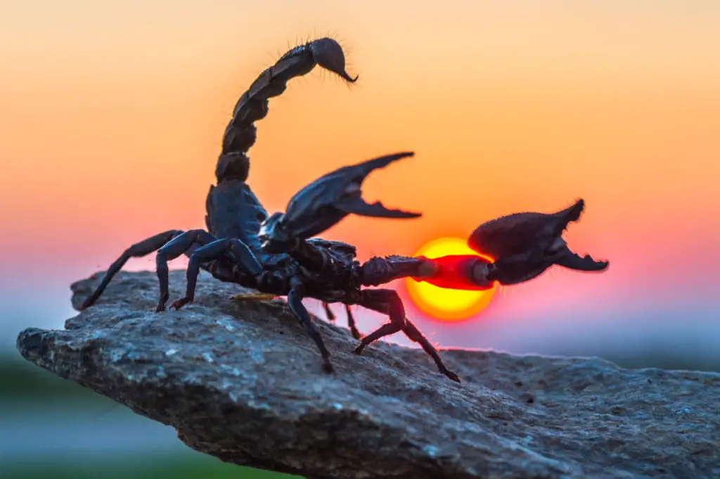 Emperor scorpion is popular among scorpion hobbyists.