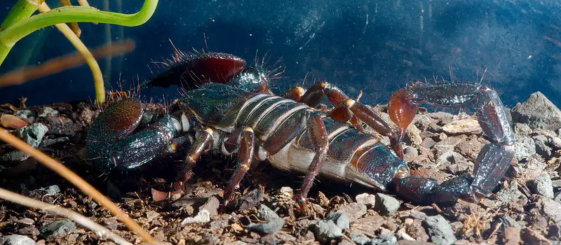 A pet emperor scorpion.