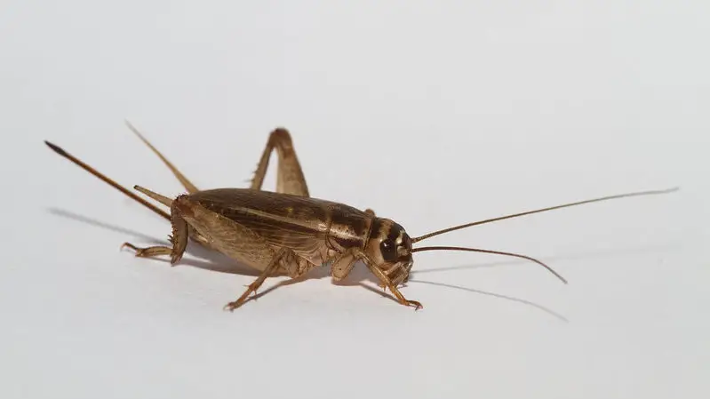 A female cricket with a long ovipositor.