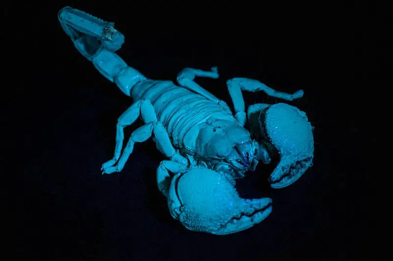 An emperor scorpion glowing under black light.
