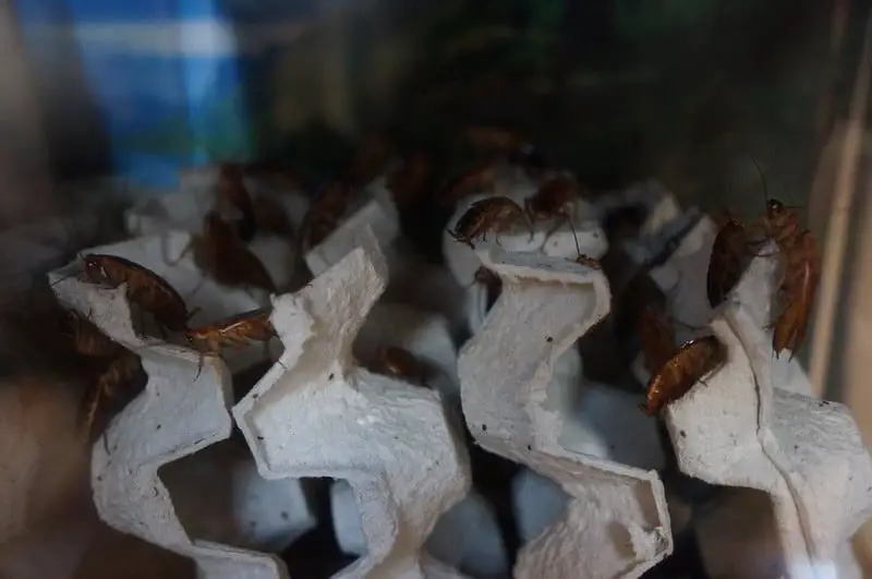 Dubia cockroaches can breed in egg cartons