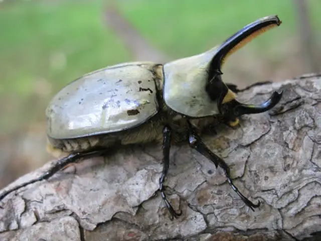 A male Dynastes grantii, also known as the wester Hercules beetle.