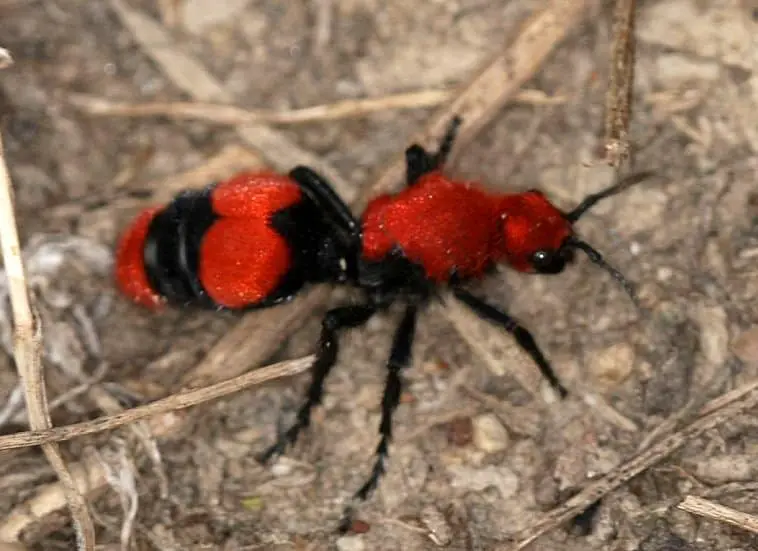 Female velvet ant can be kept as pet