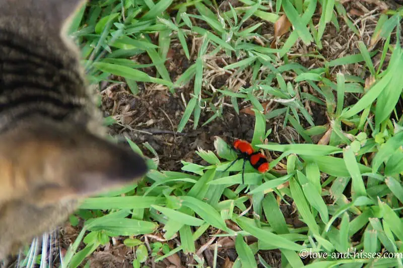 Wild-caught velvet ants can be kept as pets