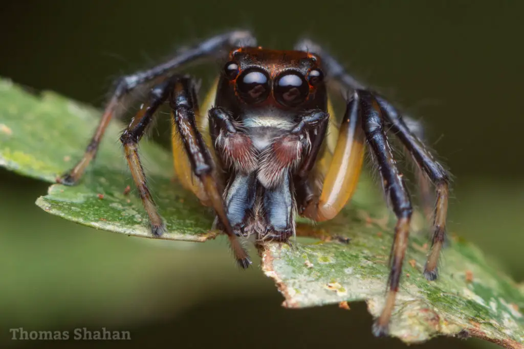 Amycini male jumping spider by Thomas Shahan