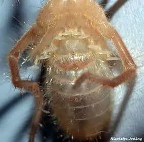 Male camel spiders have bigger racquet organs.