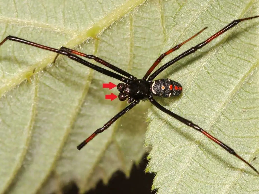 Male black widow has emboli on their pedipalps