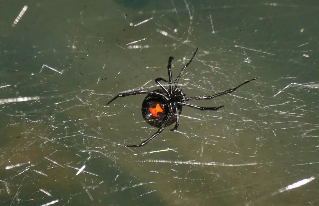 Female black widow has hourglass marking at the underside of her abdomen