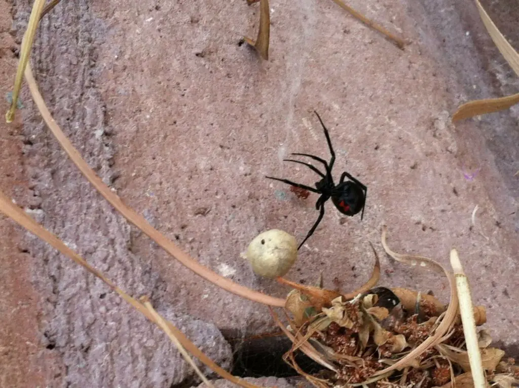 Black widow and her egg sac