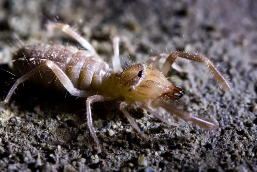 A fierce-looking camel spider