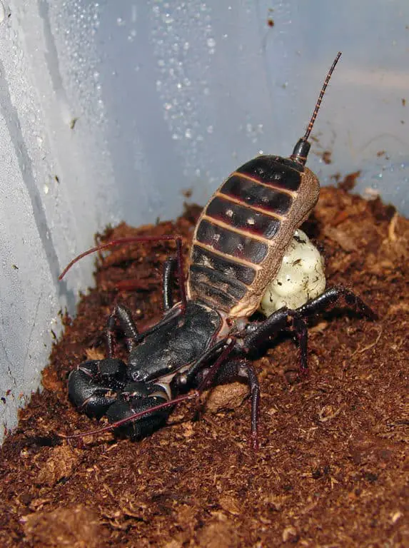 A gravid giant vinegaroon protecting her egg sac.