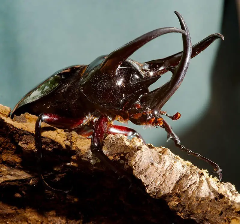 A major male of atlas beetles with long horns