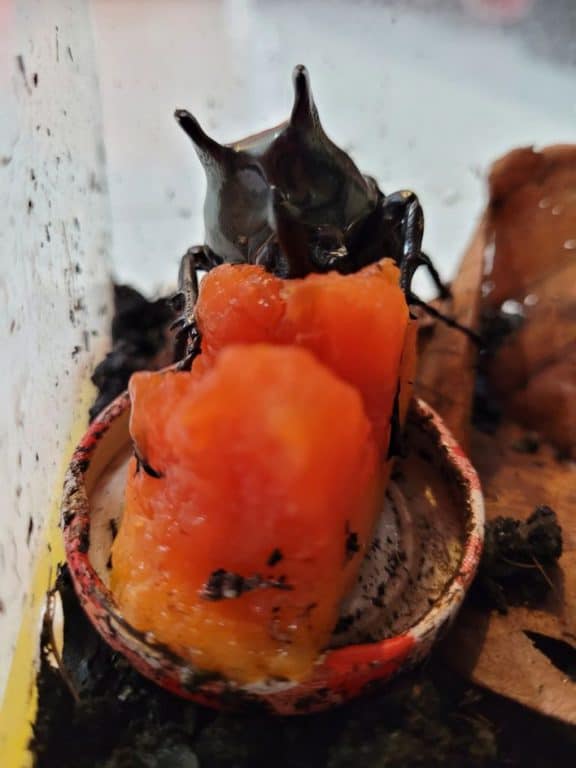 An atlas beetle feeding on fruit.