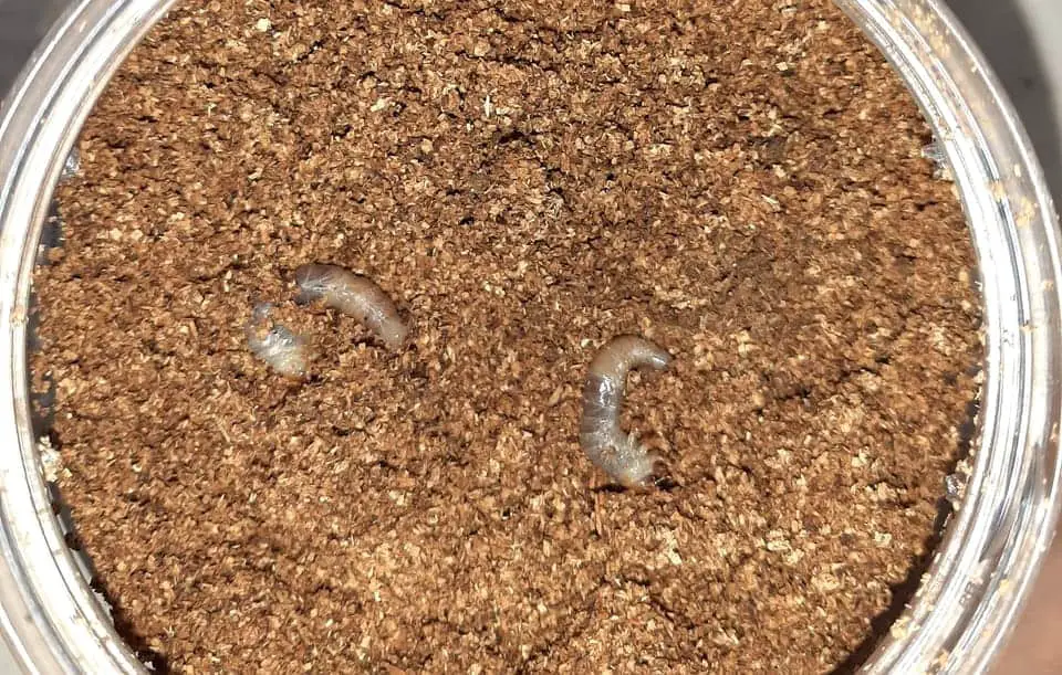 Grubs of rainbow stag beetles in flake soils