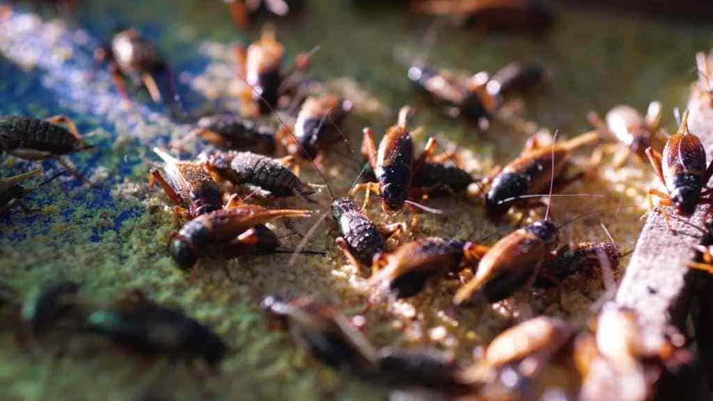 Gut loading involves feeding or dusting the feeder insects with high nutrient food.