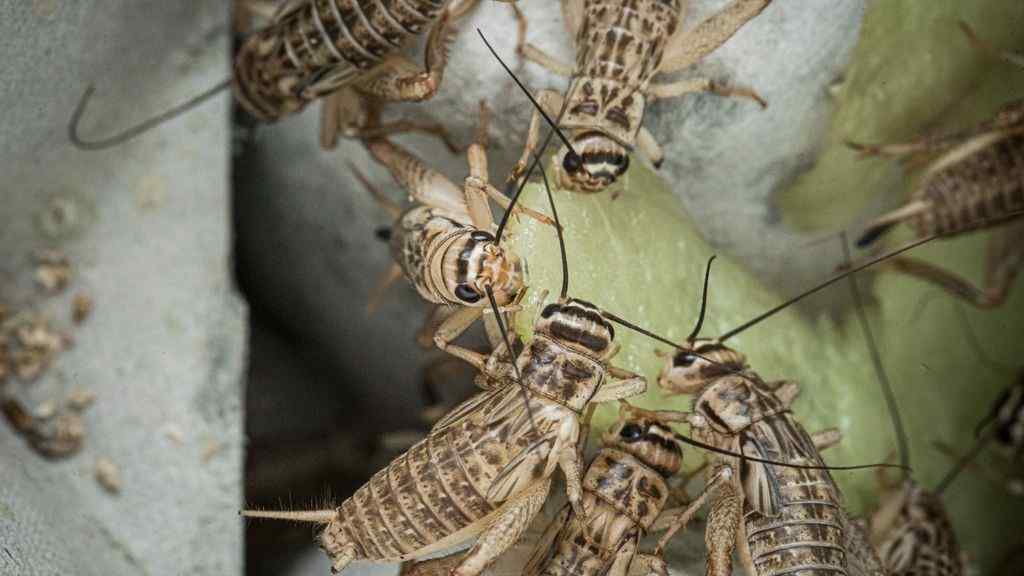 Crickets are omnivore. You can feed them anything.