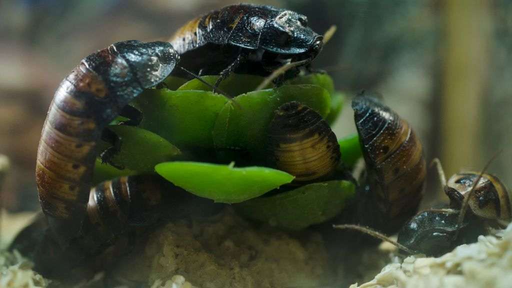 a group of captive madagascar hissing roaches