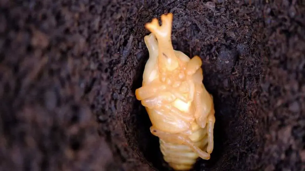 An excavated pupation chamber exposing the vulnerable beetle pupa.