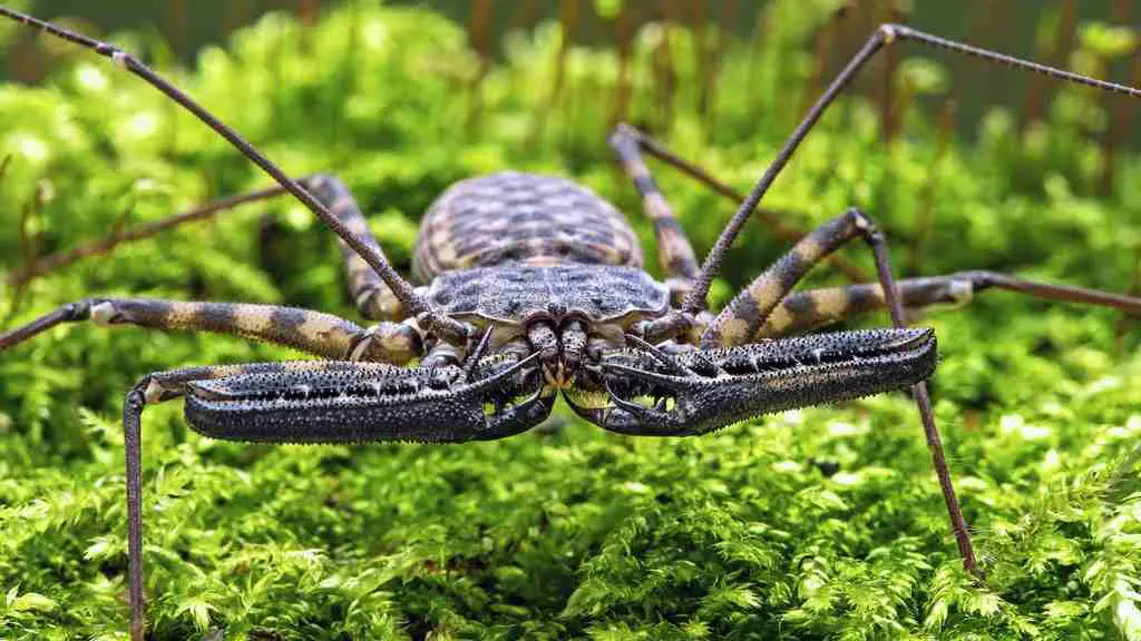 Whip spider, or amblypygi, is a rare pet.