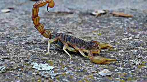 The European variant of Buthus occitanus is mildly venomous, compared with its North Africa counterpart.