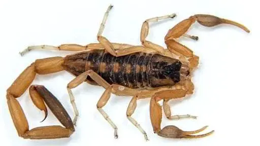 The striped bark scorpions are communal when given sufficient food and space.