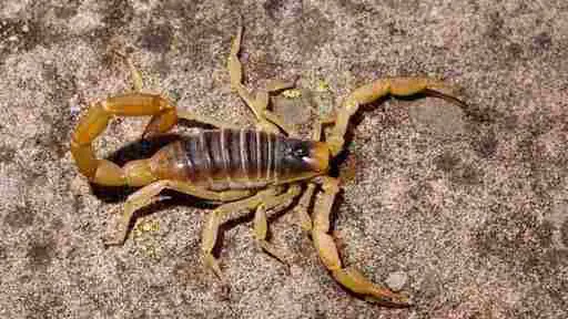 The desert hairy scorpion is the largest scorpion species in North America.