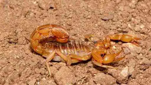 Arizona stripetail scorpions are small and docile, making it suitable for beginners.