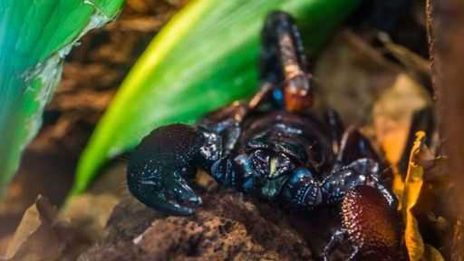 Tanzanian red clawed scorpion is popular due to its reddish body.