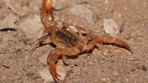 The Coahuila devil scorpion is a docile scorpion.