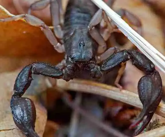 European yellow-tailed scorpion is small in size and beginner-friendly.