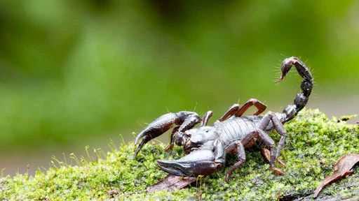 Asian forest scorpion is popular in the hobby.