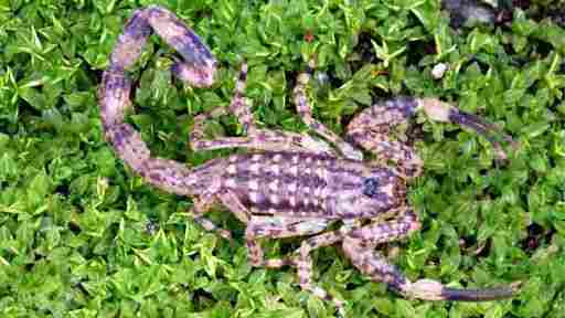 While it is only mildly venomous, the lesser brown scorpion is rather aggressive.