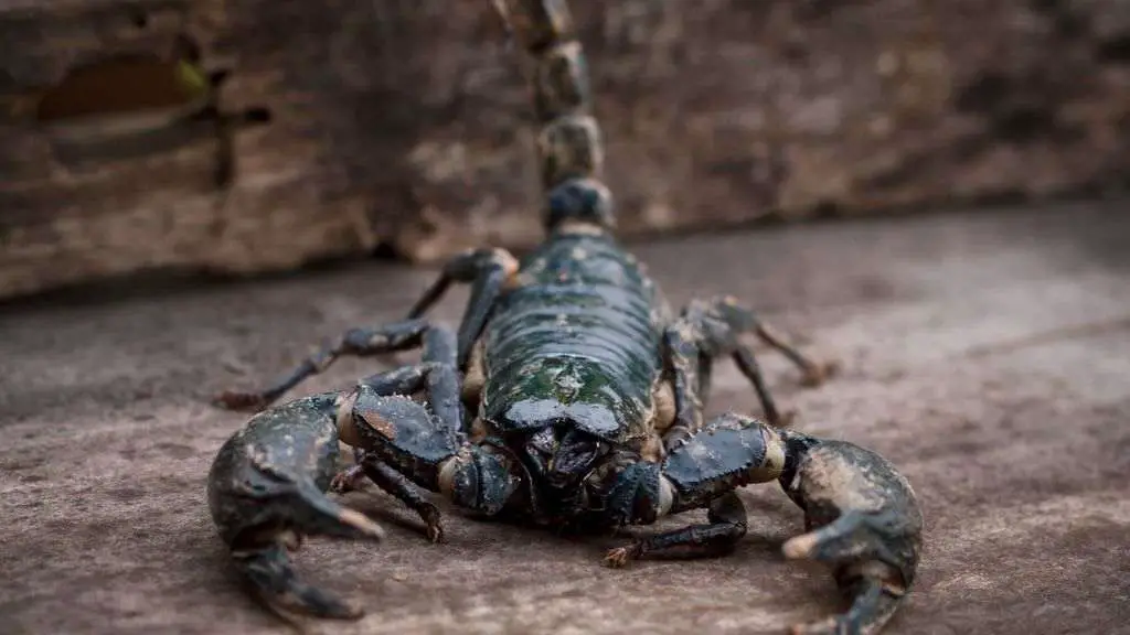 Emperor mantis is one of the best beginner scorpions for beginners.