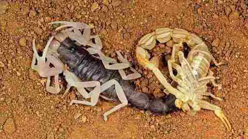 Scorpions stop feeding when molting