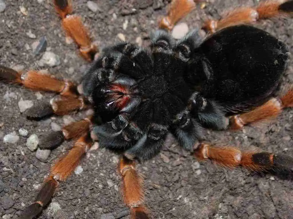 a tarantula is ready to molt