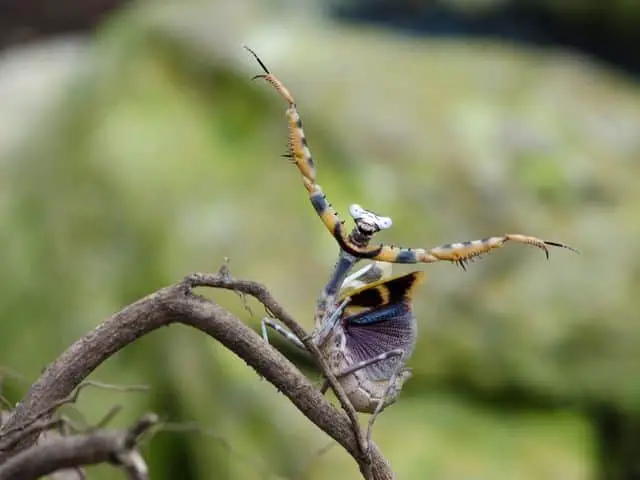 Parasphendale affinis popular mantis