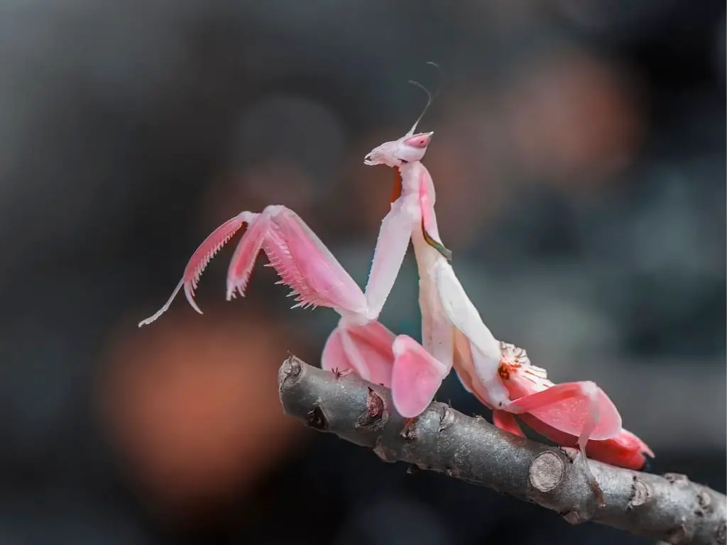 A striking orchid mantis, making it the most popular pet mantis.