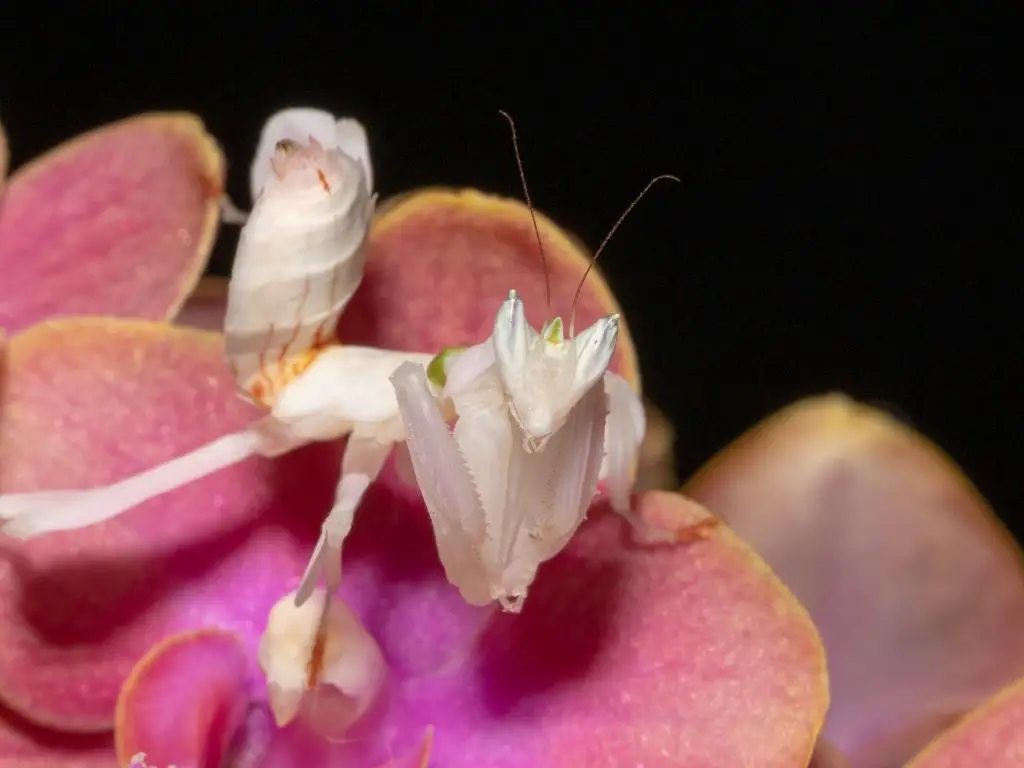 A juvenile female orchid mantis with a green line on her back and a horn on her head.