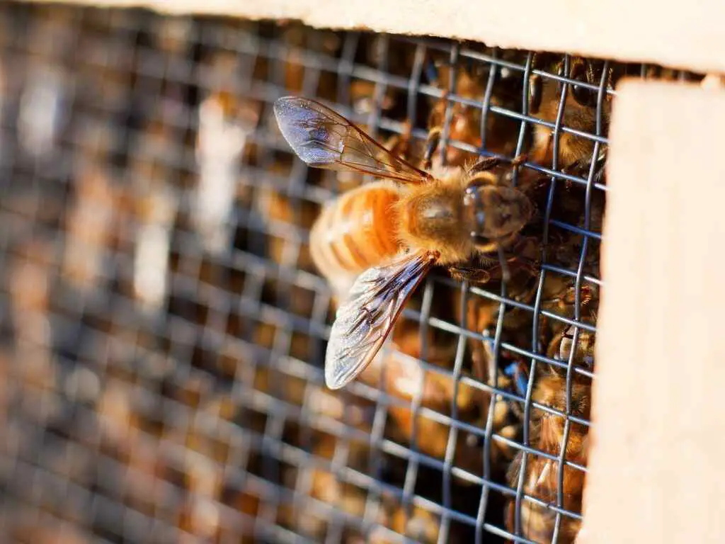 A bee parcel to kickstart your backyard beekeeping journey.