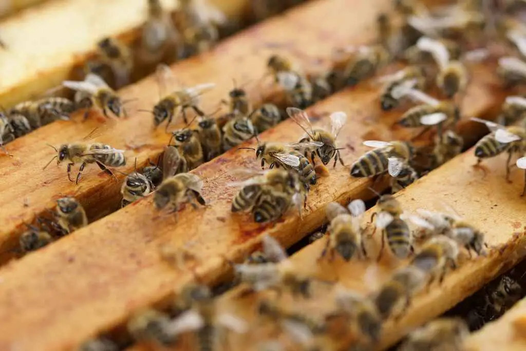 Benefits of backyard beekeeping