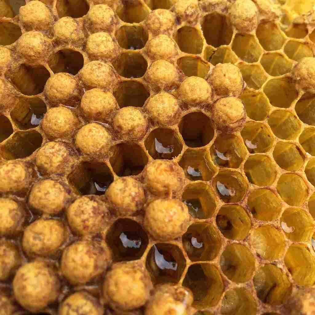 Capped honey ready for harvest