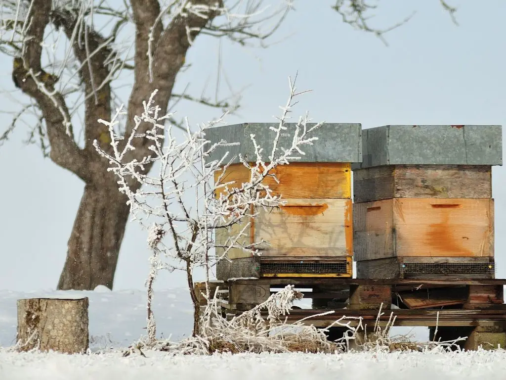 Bees with better overwinter ability can survive better