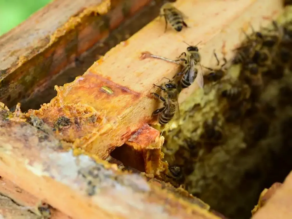 some bees produce a lot of propolis